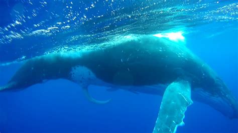 Baleine en érection. Moorea. Août 2017